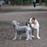 Dogs greet each other at the Shirlington Dog Park