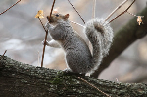 Squirrel in Arlington