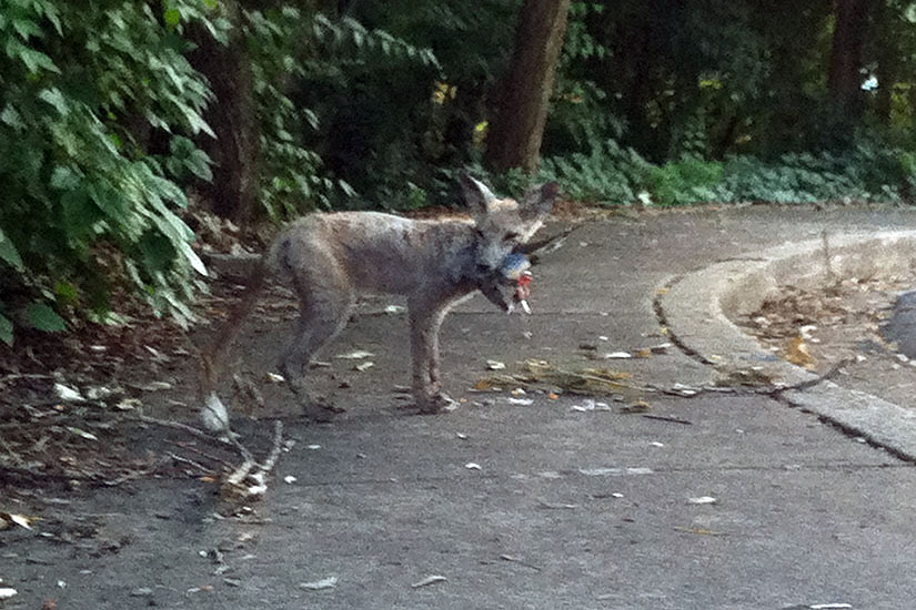 Rosslyn 'Coyote' Likely Not A Coyote At All 