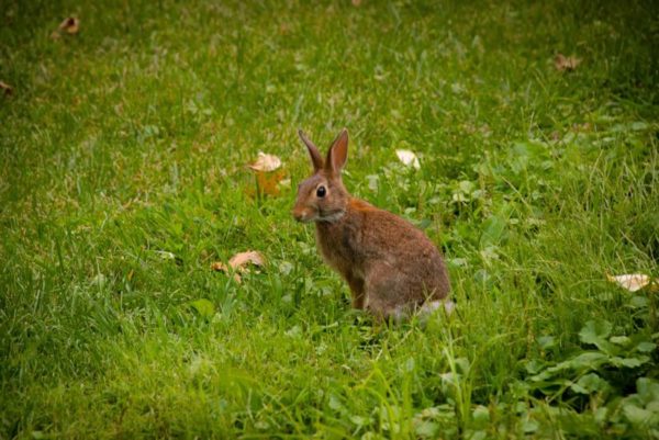 Lyon Village rabbit (Flickr pool photo by jordanhiggins)
