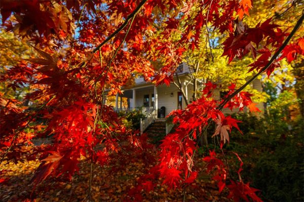 Fall foliage outside a house in Arlington (Flickr pool photo by Wolfkann)