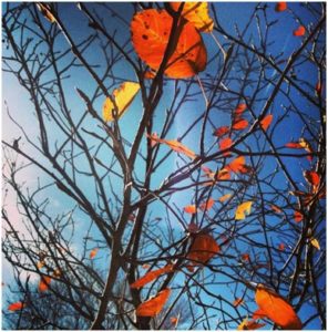 Fall leaves via Virginia Wright
