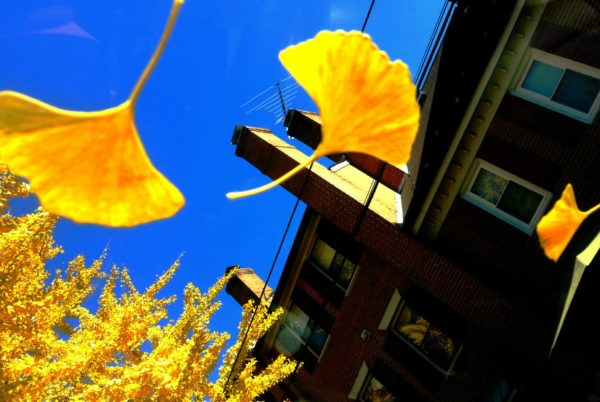 Ginkgo leaves in north Arlington