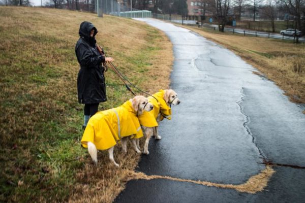 Soggy dogs near the Foreign Service Training Center (Flickr pool photo by Ddimick)