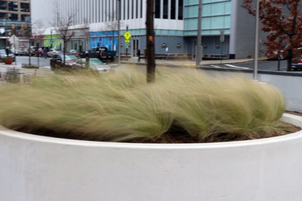 Decorative grass blowing in the wind in Rosslyn