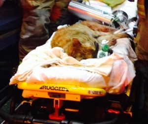 A cat was rescued from a townhouse fire Wednesday morning (Photo courtesy ACFD)