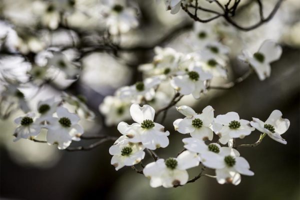 Dogwood flowers in Arlington (Flickr pool photo by Dennis Dimick)