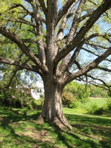 A white oak at 400 N. Manchester Street in Bluemont