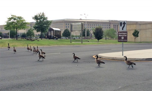 Geese crossing the road near the Pentagon
