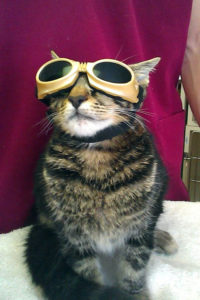 Cat about to under laser treatment