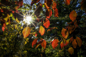 10/19/14 leaves (Flickr pool photo by Wolfkann)