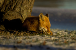 Fox (Flickr pool photo by wolfkann)