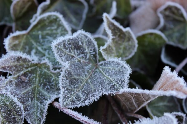 Frost-covered leaf (Flickr pool photo by ksrjghkegkdhgkk)