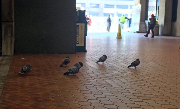 Pigeons staying warm in the Rosslyn Metro Station