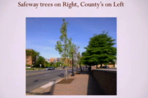 On the left, a county tree in Cherrydale. On the right, a tree planted by Safeway (photo via Cherrydale Citizens Association)