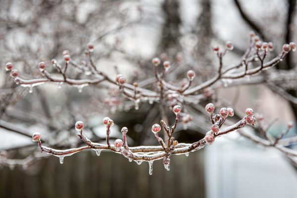 Ice on tree branches (Flickr pool photo by Dennis Dimick)