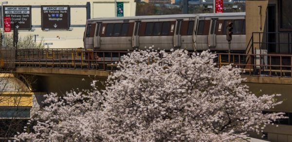 Metro train at DCA with cherry blossoms in the foreground (Flickr pool photo by John Sonderman)