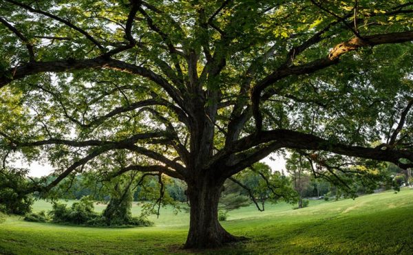 Bluemont Oak (Flickr pool photo by Dennis Dimick)