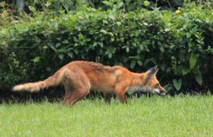 Arlington Forest Fox (Flickr pool photo)