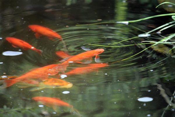 Goldfish in Arlington (Flickr pool photo by Airamangel)