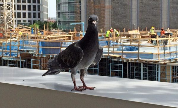 Pigeon in Rosslyn