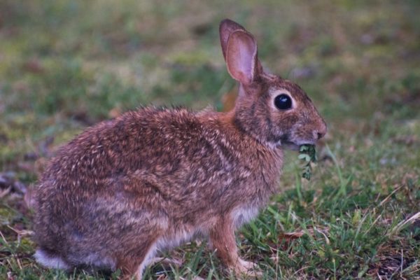 Rabbit (Flickr pool photo by John Sonderman)