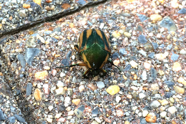 A beetle spotted in Rosslyn