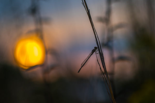 Dragonfly sunset (Flickr pool photo by Erinn Shirley)