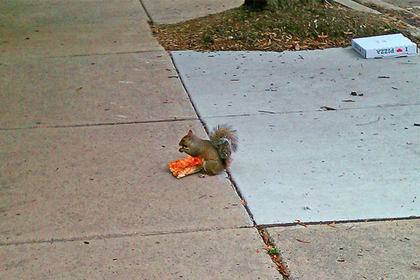 Pizza Squirrel (photo courtesy Valerie Crotty)