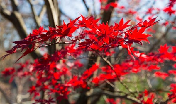 Japanese Maple in the sunlight (Flickr pool photo by Eric)
