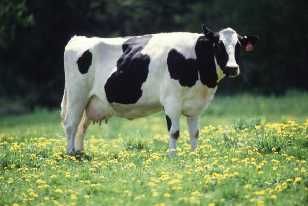 Cow (photo by USDA via Wikipedia)
