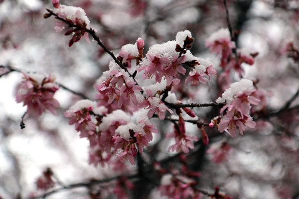Snow on cherry blossoms