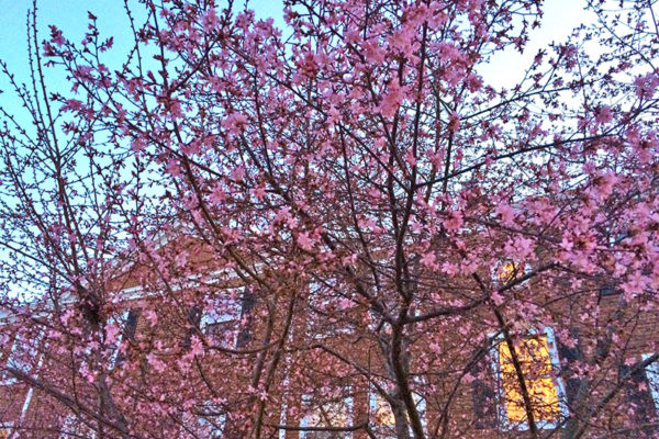 Trees in bloom on Feb. 29, 2016