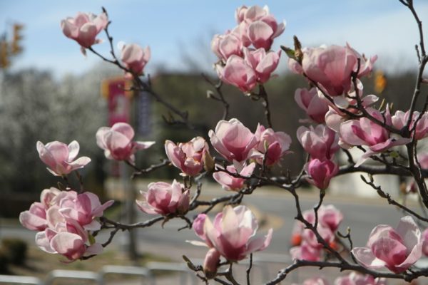 Spring in bloom in Rosslyn