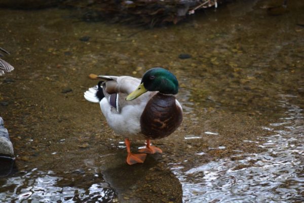 A duck in Bon Air Park (Flickr pool photo by Airamangel)
