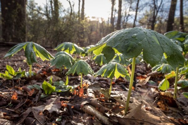 Plants rising on the forest floor (Flickr pool photo by Dennis Dimick)
