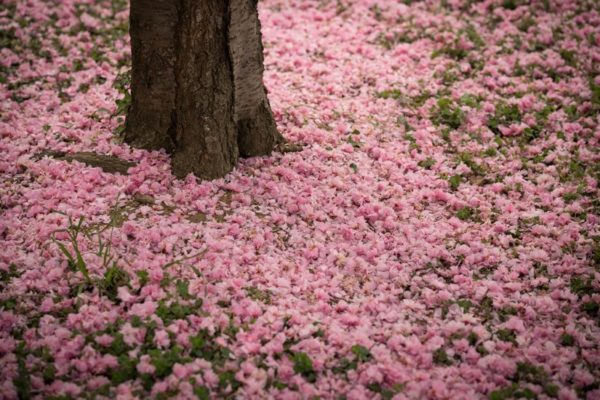 Pink carpet around tree (Flickr pool photo by Kevin Wolf)