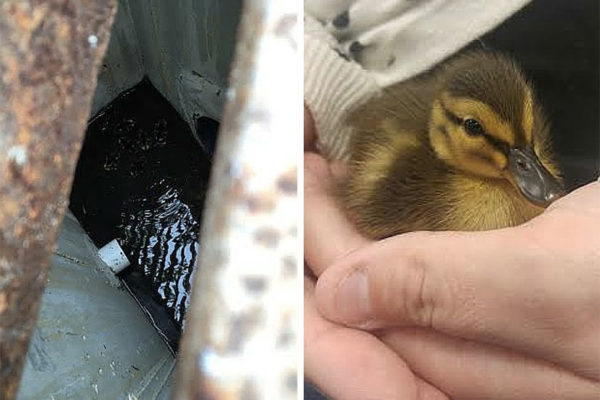 Baby duck rescued from storm drain (Photo courtesy @AWLAArlington)