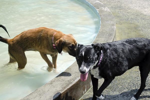 Dogs cool off at the James Hunter Dog Park