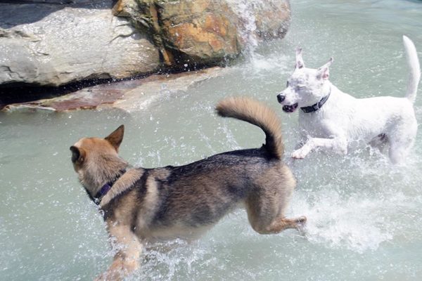 Dogs cools off and play at the James Hunter Dog Park (photo by Jackie Friedman)