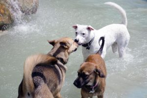 Dogs cool off in the heat at the James Hunter Dog Park