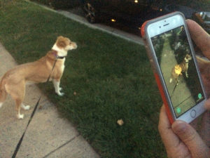 An iPhone user playing Pokemon Go in Fairlington, with a dog oblivious to the nearby virtual Pokemon