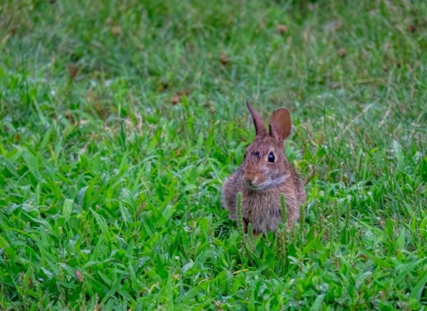 Bunny rabbit (Flickr pool photo by Erinn Shirley)