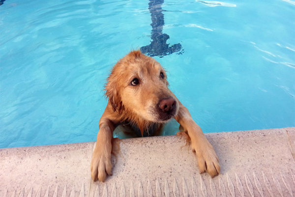 Doggie dip at the Arlington Forest swim club (Flickr pool photo by Vandiik)