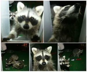 Photos of a family of raccoons uploaded to the Fairlington Facebook page (photo by Lilia Ward)