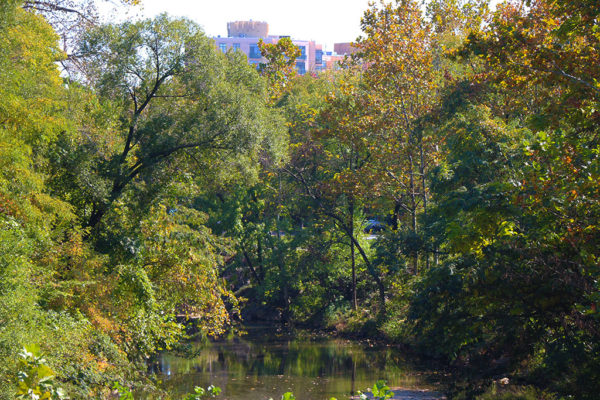 Creek and trees near Rosslyn