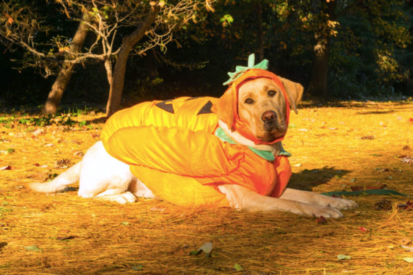 Dog dressed as a pumpkin (Flickr pool photo by Joseph Gruber)