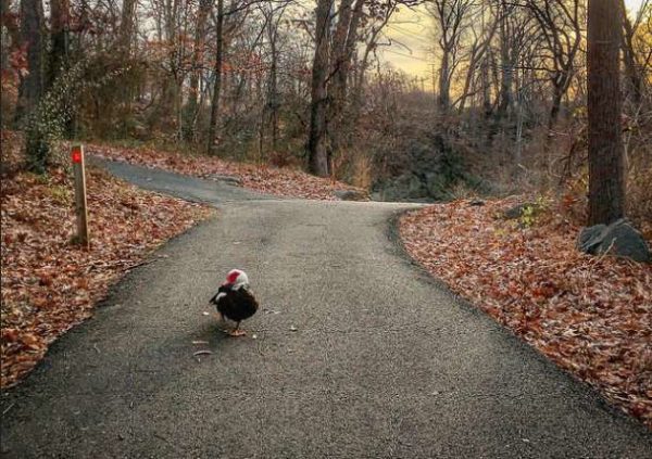 Wandering duck near Four Mile Run (Flickr pool photo by Dennis Dimick)