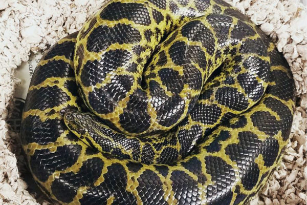 Snake found in toilet (photo via Facebook/Animal Welfare League of Arlington)