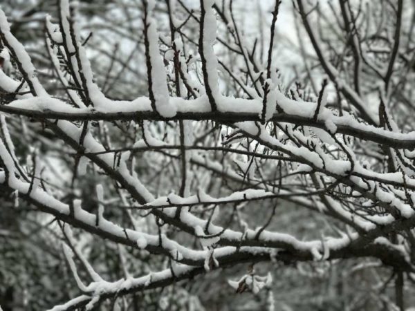 Snow on tree branches 1/30/17